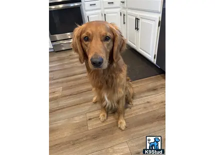 a golden retriever dog sitting on a wood floor